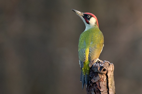 Zdjęcie. Tytuł: "Dzięcioł zielony (Picus viridis)". Opis: "...".
