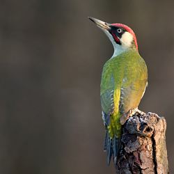 Miniatura zdjęcia "Dzięcioł zielony (Picus viridis)".