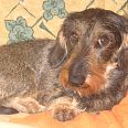 Miniatura zdjęcia "Interchampion Chester".
