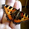 Miniatura zdjęcia "Motyl."
