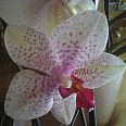 "Orchidea." - miniatura zdjęcia.