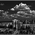 Miniaturka zdjęcia "Osiele Rosochy".