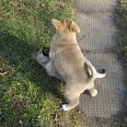 Miniaturka zdjęcia "Psie sumo".