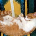 Miniatura zdjęcia "Śpiący Garfield".