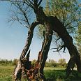 "Stareńka" - miniatura zdjęcia.