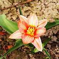 "Wielkanocny tulipan" - miniatura zdjęcia.