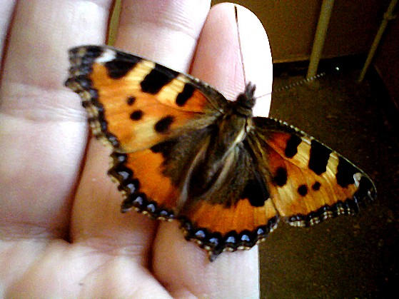 Zdjęcie. Ostrowiec Świętokrzyski. Tytuł: "Motyl.". Opis: "...".